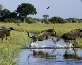 Wildebeest in Botswana