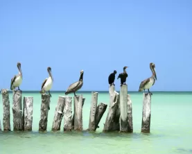 Pelicans hanging out in the ocean