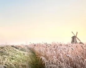 Bicyclist riding through a field in Holland