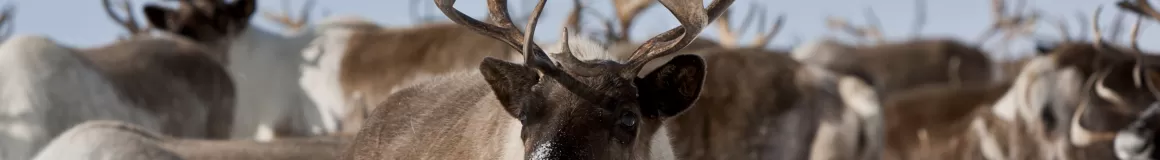 A herd of arctic caribou feed through the snow.