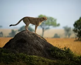 A cheetah scouts for prey