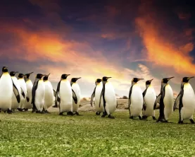 A group of penguins in the Falkland Islands