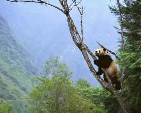 The iconic panda bear climbing a tree in the wild