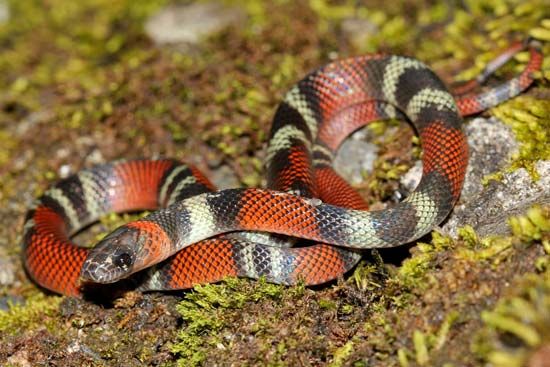 false coral snake