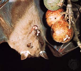 epauletted fruit bat