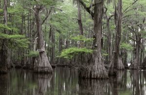 Bald cypress swamp