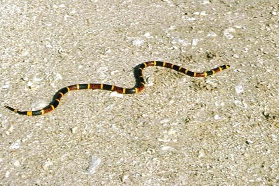 eastern coral snake