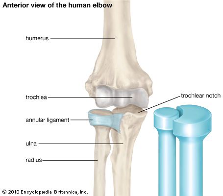 elbow: anterior