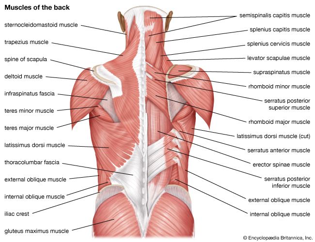 muscles of the back; human muscle system