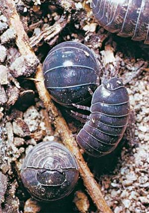 pill bugs