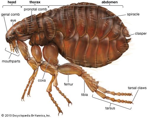 cat flea