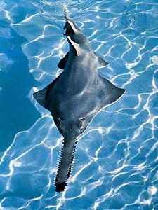 sawfish