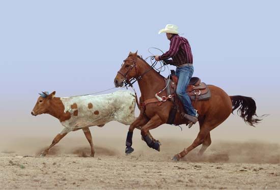 steer roping