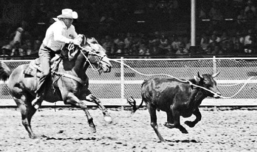 Steer roping