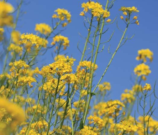 common winter cress