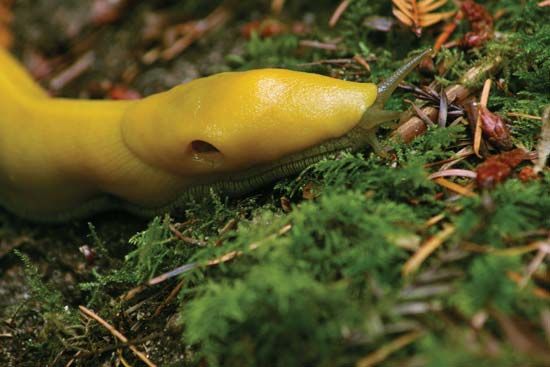 banana slug