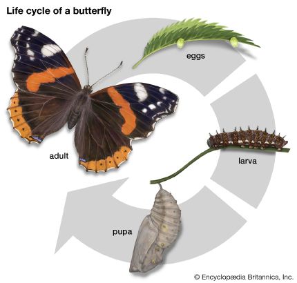 metamorphosis