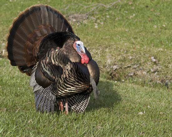 common turkey