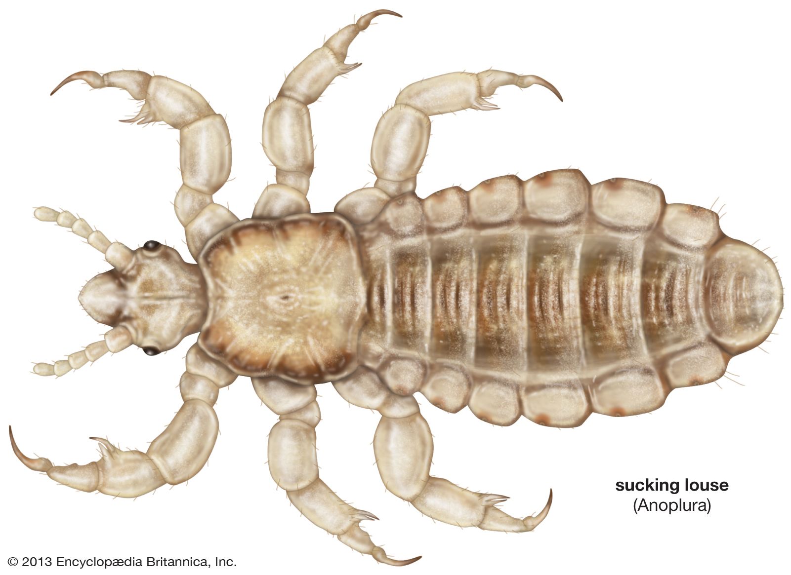 Pubic Lice Life Cycle