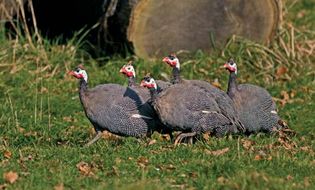 guinea fowl