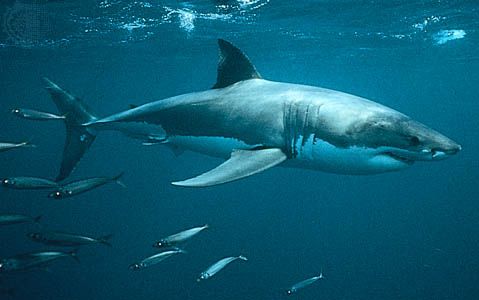 white shark (Carcharodon carcharias)