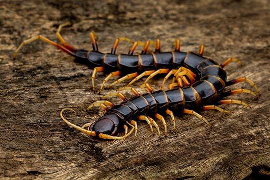 centipede