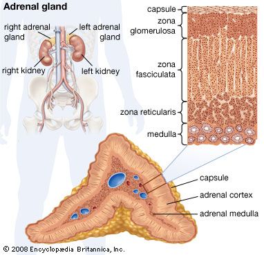 Human adrenal gland