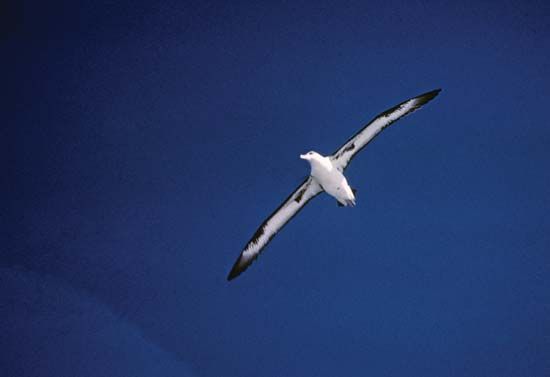 Laysan albatross (Phoebastria immutabilis).