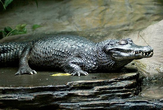 black caiman