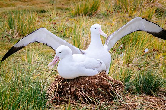 wandering albatross