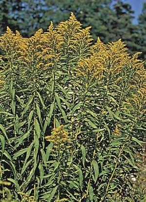 early goldenrod