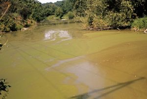 toxic Euglena bloom