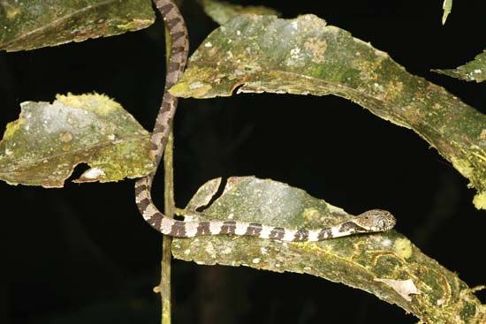 snail-eating snake