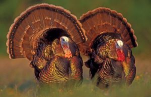 wild turkeys