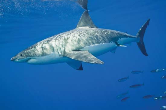 White shark (Carcharodon carcharias)