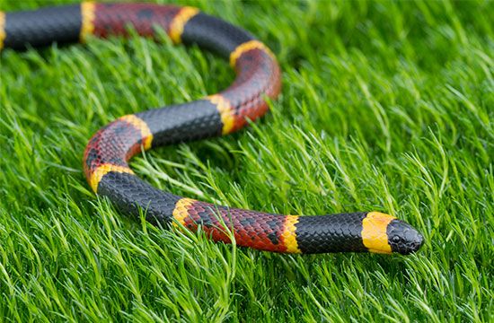 eastern coral snake (Micrurus fulvius)