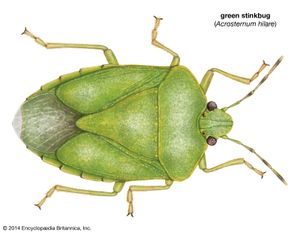 green stinkbug (Acrosternum hilare)