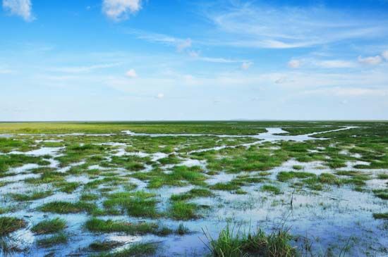 peat bog