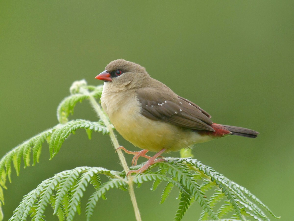 Red Avadavat - Renuka Vijayaraghavan