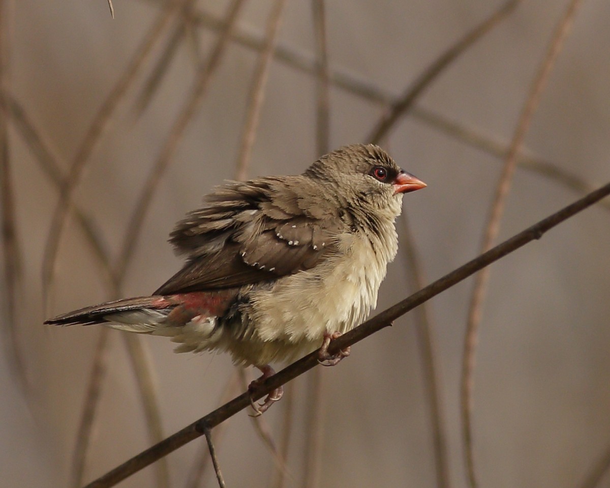 Red Avadavat - Sachin Shurpali