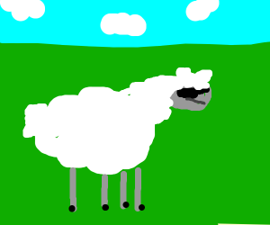 cool sheep