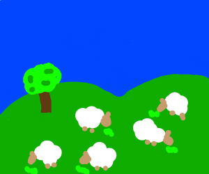 Sheeps grazing