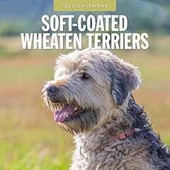 Soft coated wheaten for sale  Delivered anywhere in UK