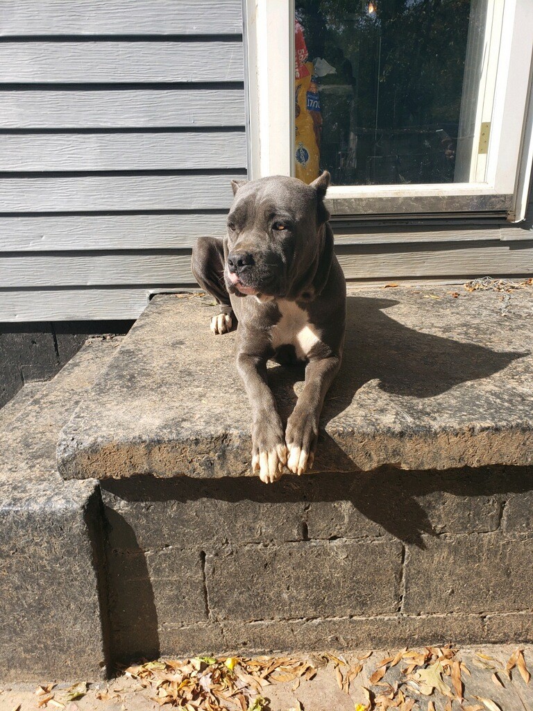 Cane Corso Puppies For Sale Laws Avenue Tn 315516