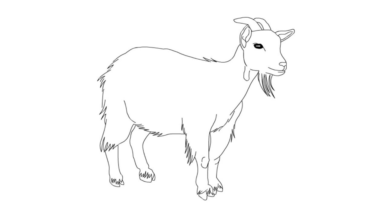 Detail Gambar Kambing Mewarnai Nomer 6