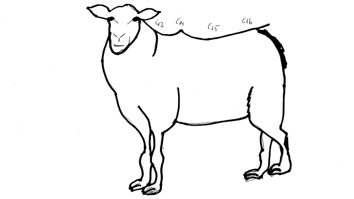 Detail Gambar Kambing Mewarnai Nomer 54