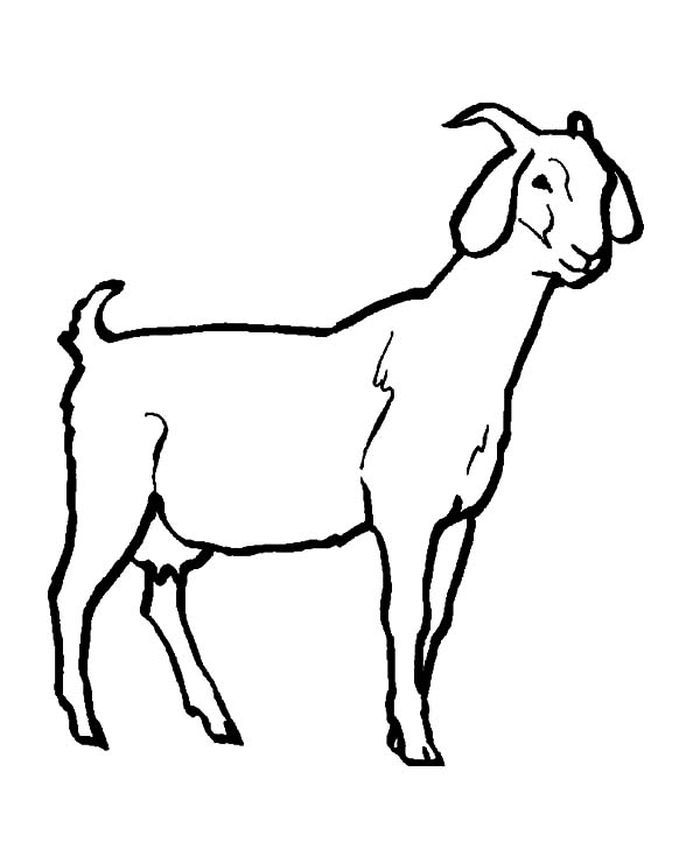 Detail Gambar Kambing Mewarnai Nomer 8