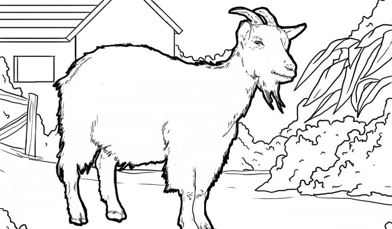 Detail Gambar Kambing Mewarnai Nomer 14