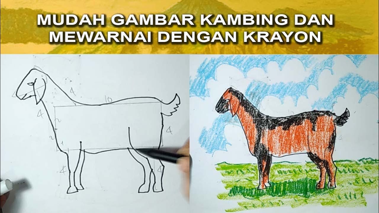 Detail Gambar Kambing Mewarnai Nomer 16