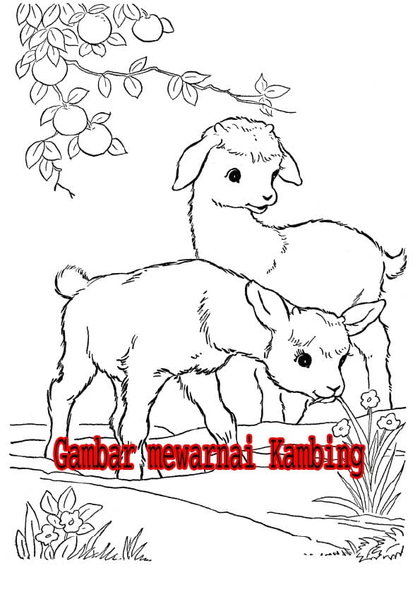 Detail Gambar Kambing Mewarnai Nomer 24